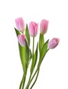 Pink tulip flowers isolated without shadow clipping path Royalty Free Stock Photo