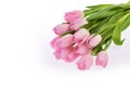 Pink tulip flowers isolated on white Royalty Free Stock Photo