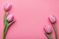 Pink tulip flowers and leaves arrange on pink copyspace background.