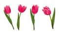 Pink tulip flowers. Realistic Vector