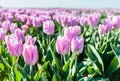 Pink tulip flowers in a sunny field from close Royalty Free Stock Photo