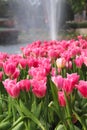 Pink tulip flowers with water drops in garden with fountain background Royalty Free Stock Photo