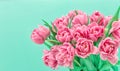 Pink tulip flowers with water drops over turquoise background Royalty Free Stock Photo