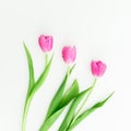 Pink tulip flowers on white background. Flat lay. Top view