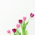 Pink tulip flowers on white background. Flat lay. Top view