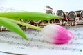 Pink tulip and flute Royalty Free Stock Photo