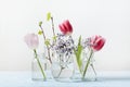 Pink tulip and fresh birch branches distorted through liquid water in glasses. Close up. Spring decor
