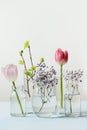 Pink tulip and fresh birch branches distorted through liquid water in glasses. Spring.