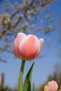 Tulip