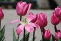 Pink Tulip in garden of Kashmir Royalty Free Stock Photo