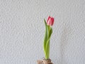 Pink tulip in a glass vase with reed isolated on green background Royalty Free Stock Photo
