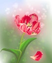 Pink tulip on green abstract light background