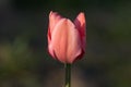 Pink tulip