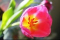 Pink Tulip on green background