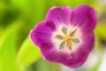 Pink tulip on green blurred background. Macro. Abstract. Close-up. Horizontal. Mock up with copy space for greeting card Royalty Free Stock Photo