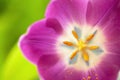 Pink tulip on green blurred background. Macro. Abstract. Close-up. Horizontal. Mock up with copy space for greeting card Royalty Free Stock Photo