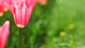 Pink tulip on green grass background