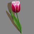 Pink tulip with a green leaf on grey background Royalty Free Stock Photo