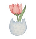 Pink Tulip Growing from Eggshell with Spring Mood Against White Background Royalty Free Stock Photo