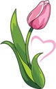 Pink tulip with heart isolated on white Royalty Free Stock Photo