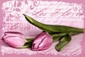 Pink tulip illustration