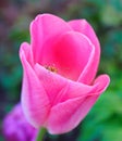 Pink Tulip with insect, floral background, nature, magazine cover Royalty Free Stock Photo