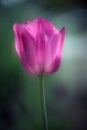 Pink Tulip with intentionally blurred background Royalty Free Stock Photo