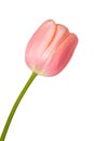 Pink tulip isolated Royalty Free Stock Photo