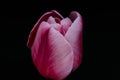 Pink Tulip isolated on black background Royalty Free Stock Photo