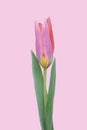 Pink tulip isolated on a bright pink background. Close-up of one pink-red tulip bud with delicate petals with selective focus Royalty Free Stock Photo