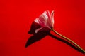 Pink tulip isolated on red background. Royalty Free Stock Photo