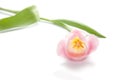 Pink tulip isolated on white background Royalty Free Stock Photo