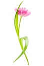 Pink tulip, isolated Royalty Free Stock Photo