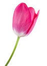 Pink tulip isolated Royalty Free Stock Photo