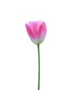 Pink tulip isolated on white background with clipping path. Royalty Free Stock Photo