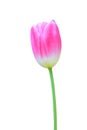 Pink tulip isolated on white background with clipping path. Royalty Free Stock Photo