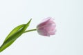 Pink tulip isolated on white background Royalty Free Stock Photo