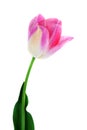 Pink Tulip Isolated On White Clipping Path Included Royalty Free Stock Photo