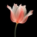 Pink Tulip: Layered Translucency In Uhd Image Royalty Free Stock Photo
