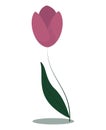 pink tulip on a long, slender stem with one leaf