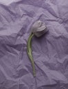 Pink tulip lying on violet paper