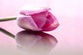 Pink Tulip Macro Royalty Free Stock Photo