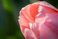 Pink tulip macro