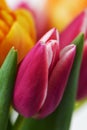 Pink Tulip Royalty Free Stock Photo
