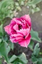 Pink tulip Mascotte Royalty Free Stock Photo