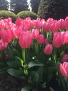 Pink tulip