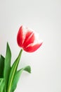 Pink tulip. Minimalist postcard to Happy birthday, Valentine`s Day, Mother`s day, wedding or other holidays. Beautiful flower