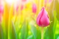 Pink Tulip on a natural background. text space for copy space selective focus Royalty Free Stock Photo