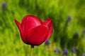 Pink Tulip Royalty Free Stock Photo