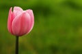 Pink Tulip Royalty Free Stock Photo